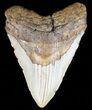 Huge, Megalodon Tooth - North Carolina #59025-1